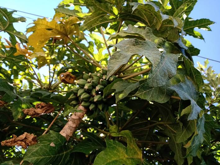 Descripción: D:\flores x genero\Ornamentales varias\Ornamentales\Angio-Dic-A-c\carica\Carica candamarcensis (1).jpg